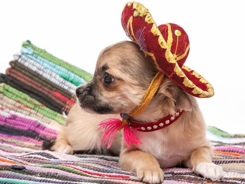 Chihuahua wearing sombrero