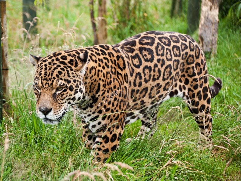 jaguar in mexico
