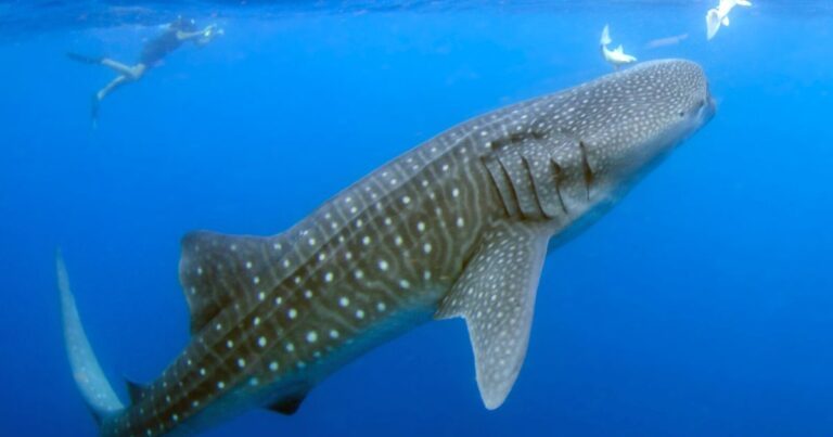 cancun whale shark tour