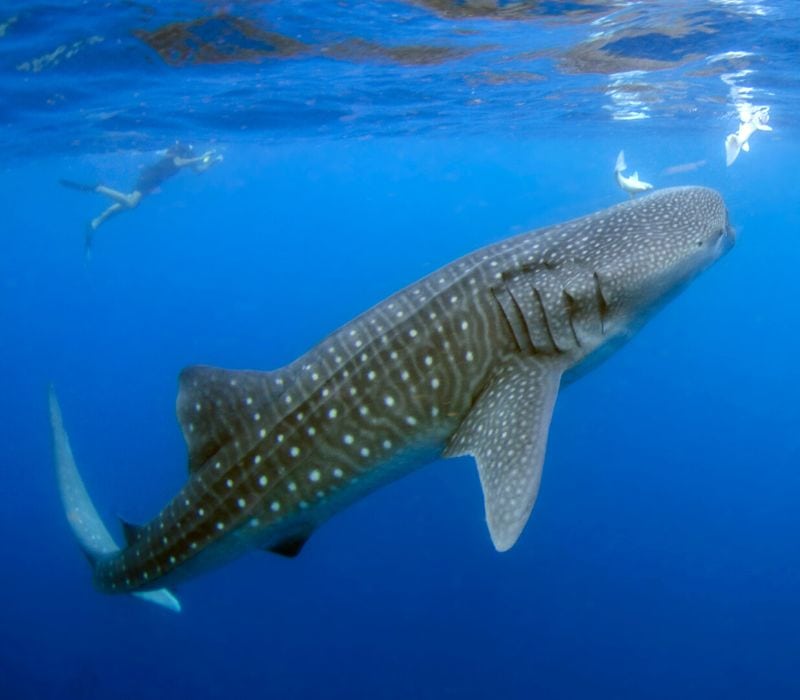 REVIEW Best Whale Sharks Isla Mujeres Tour in 2024