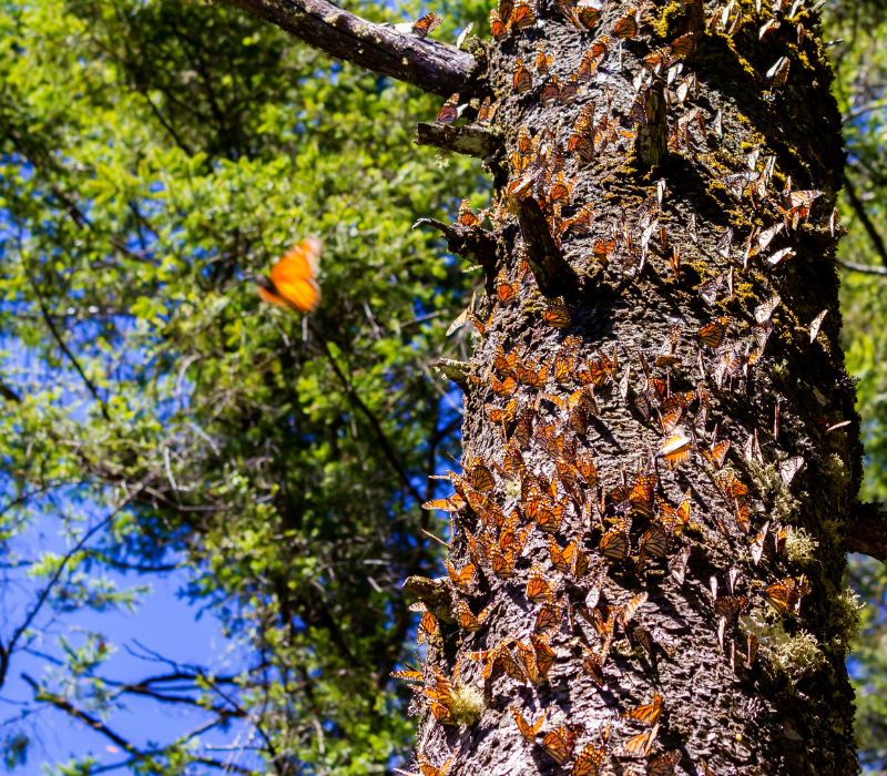 monarch butterfly flocking on the tree trunk during monarch butterfly tours in Mexico