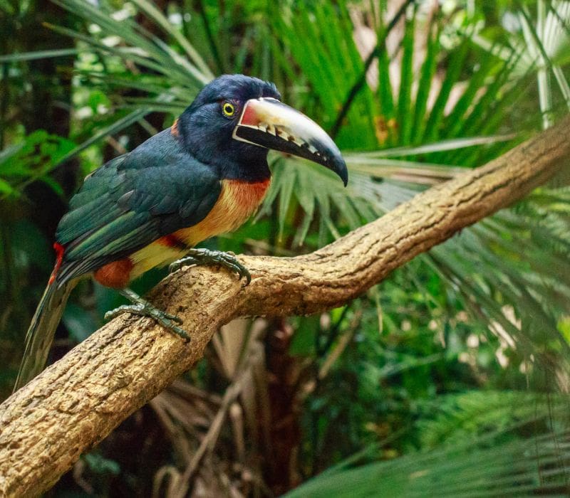 toucan on a tree branch, one of the species you will spot in Mexico birding tours