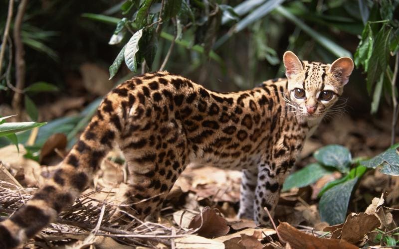 small margay in the wild