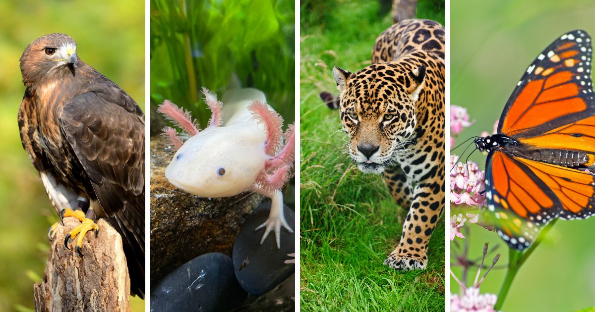 mexican animals gold eagle, axoltl, jaguar, monarch butterly