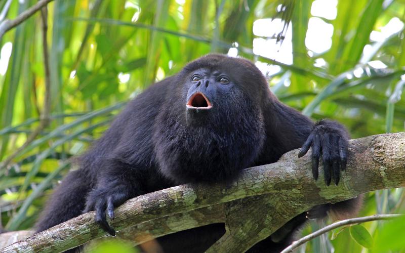 black howler monkey howling on a tree branch