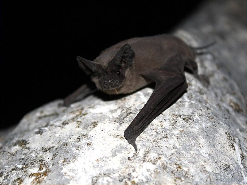 Mexican Free-Tailed Bat