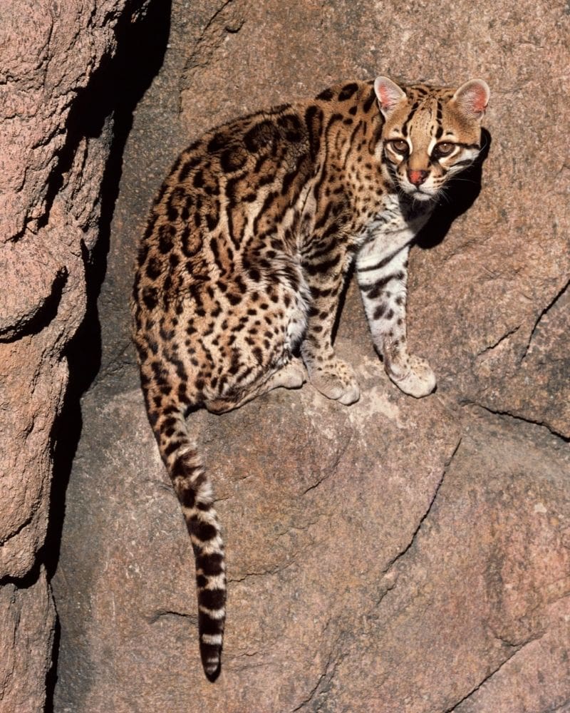 ocelot crouched on a rock