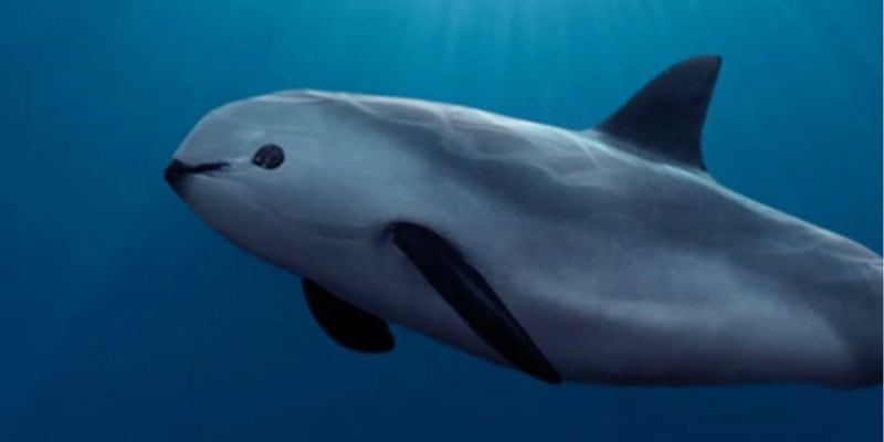 vaquita porpoise, one of the most unique mexican animals