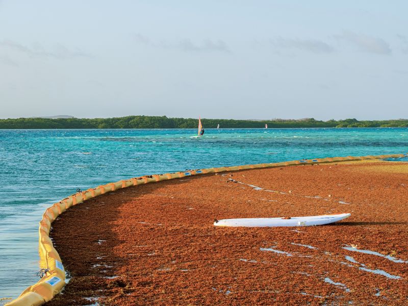 a barrier for cancun seaweed in mexico