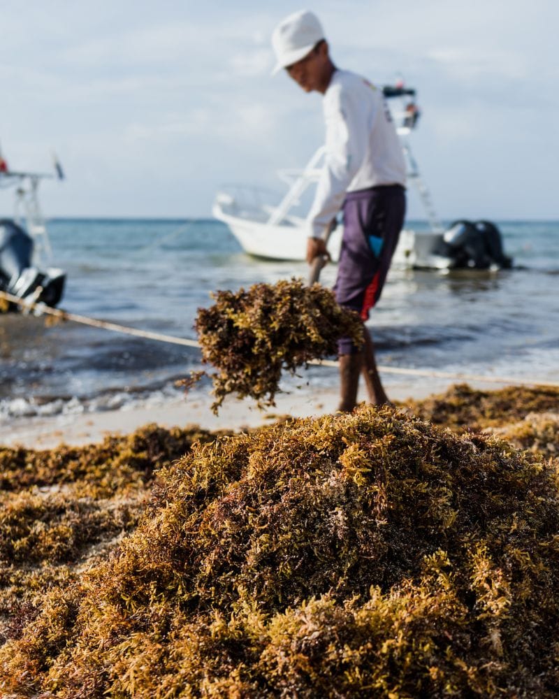 man cleaning cancun seaweed from the beach