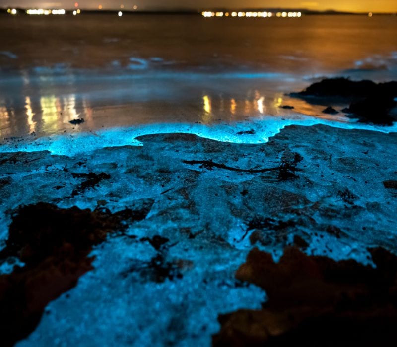 bioluminescent microorganisms lighting up the shore