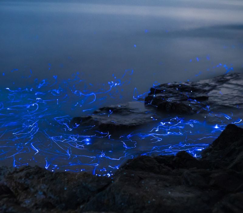 glowing waters of manialtepec lagoon
