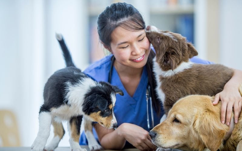vet holding three dogs