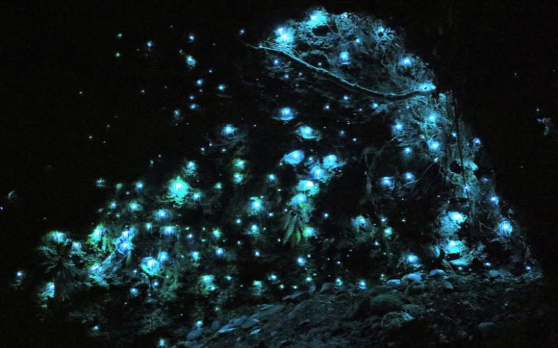 bioluminescence worm in a cave