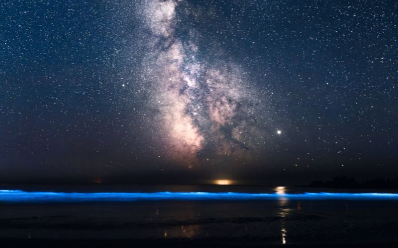 bioluminescent plankton making the beach glow