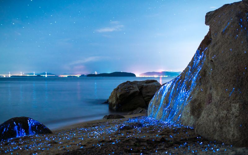 bioluminescent sea firefly on land