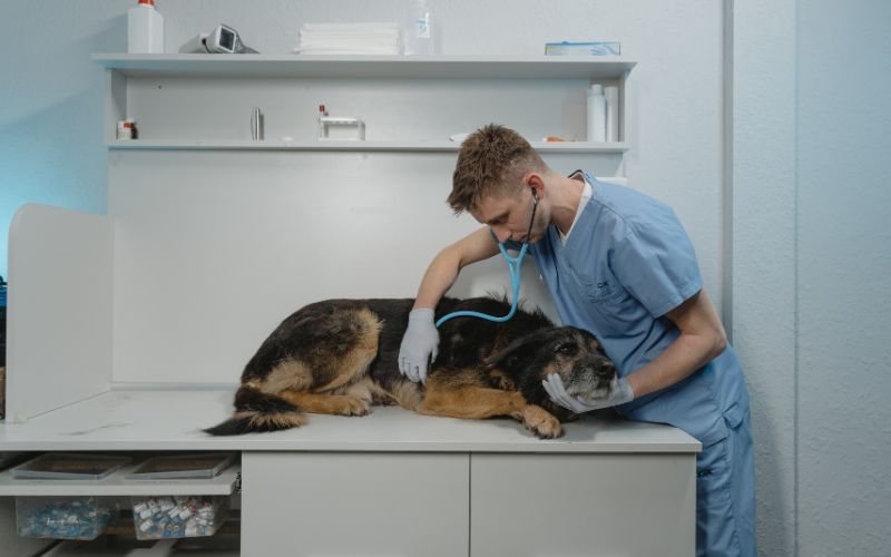 male vet checking a german shepherd