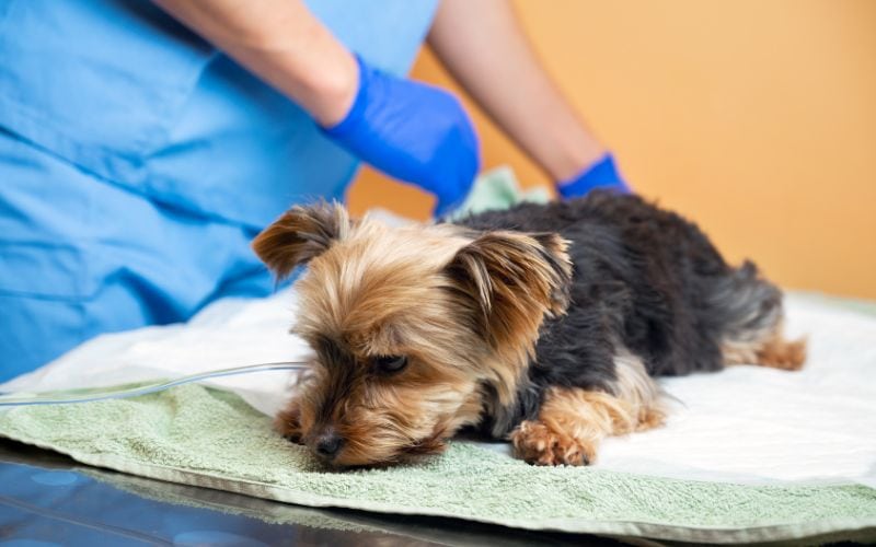 yorkie being checked by a vet