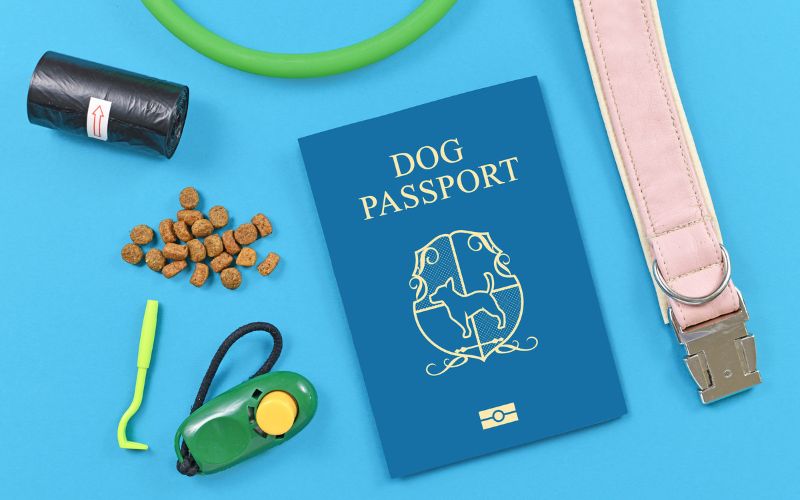 dog passport, leash, treats