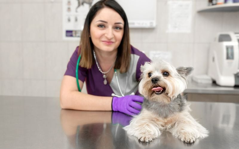 female vet with a shitzu