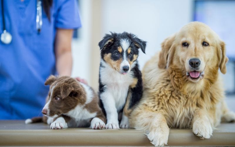 three dogs inside a vet clinic