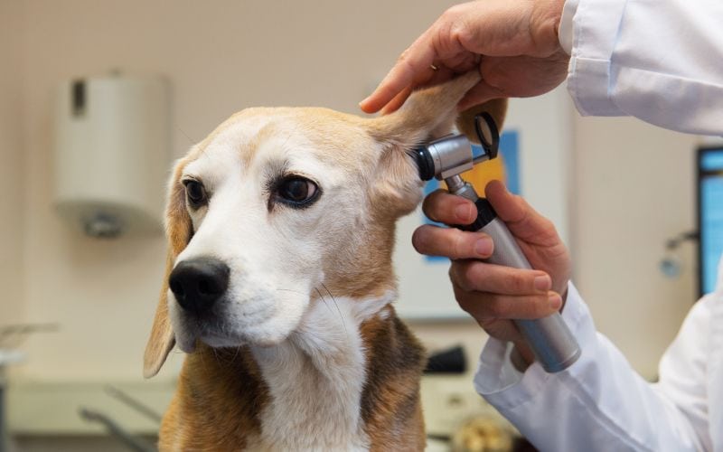 vet checking a dog's ear