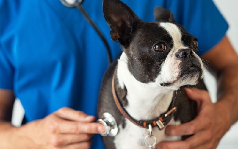 vet checking a frenchie's heartbeat