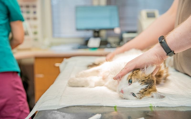 cat getting checked by a vet