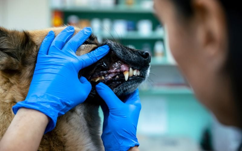 vet wearing gloves checking dog's teeth