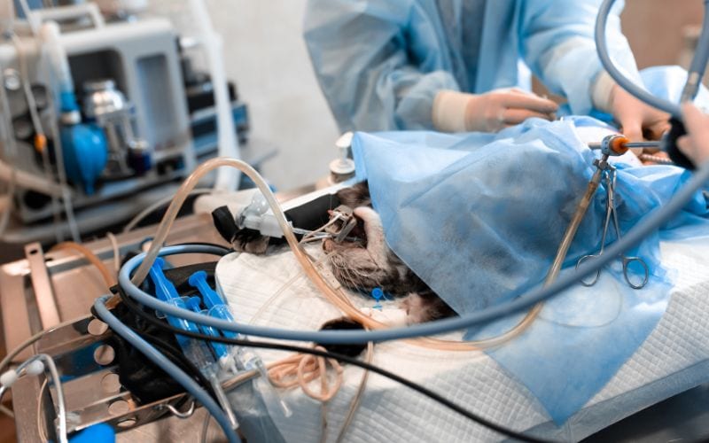 cat getting a surgery
