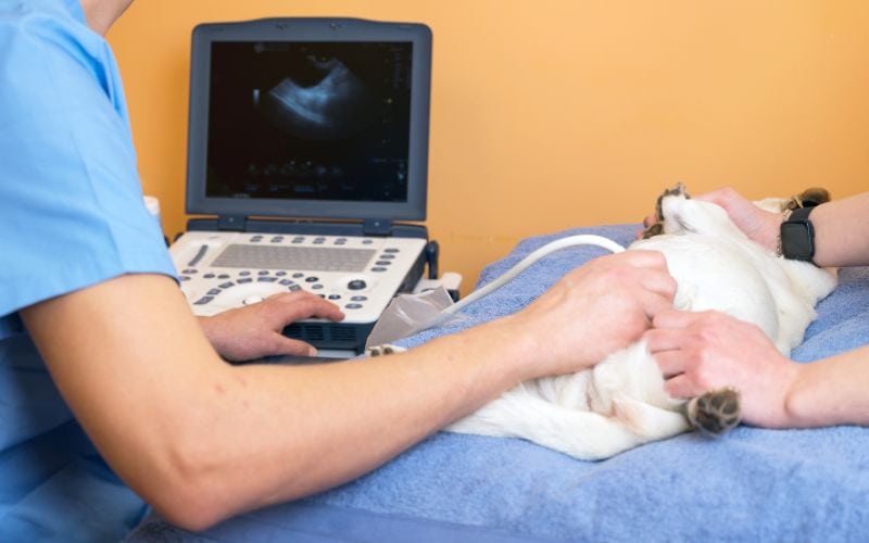 pet getting a stomach ultrasound