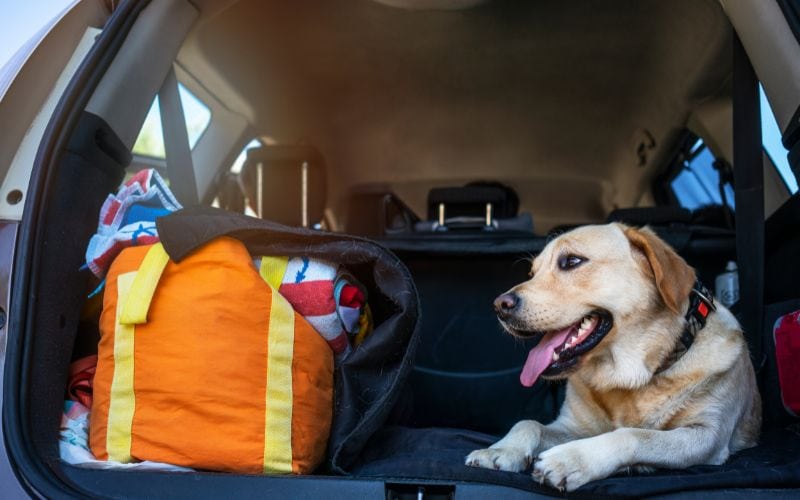 dog inside a car
