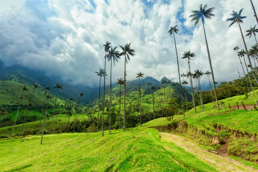 Cocora Valley Colombia