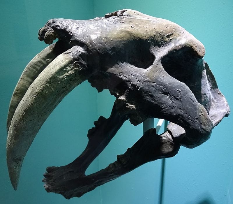 sabre-toothed tiger exhibit at Baja California Sur Regional Museum in La Paz, Mexico