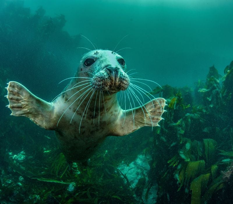 friendly sea lion underwater in la paz, mexico