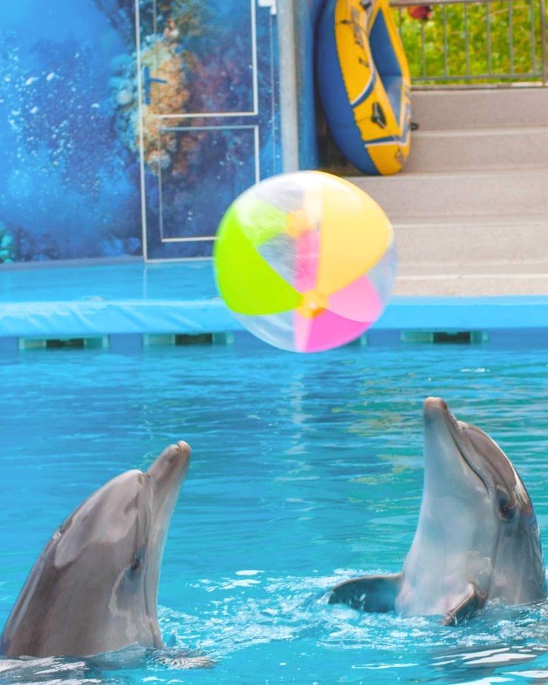 mexico dolphin shows