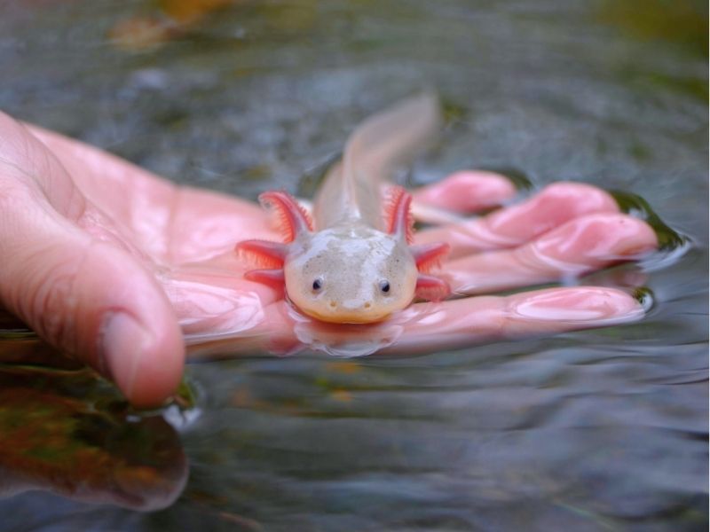 person holding axolotl