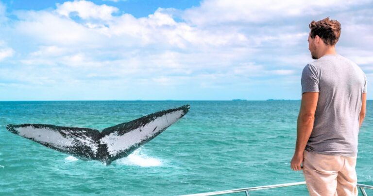 Best Places to See Whales in Mexico