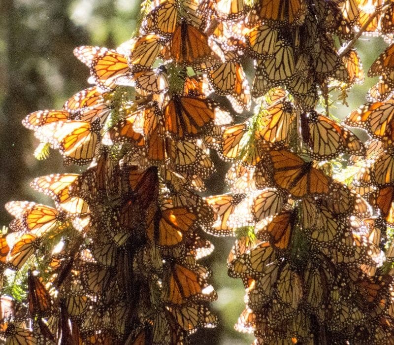 mexico butterfly reserve